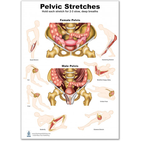 Pelvic Stretches Chart 24"*36" for physical therapists PT