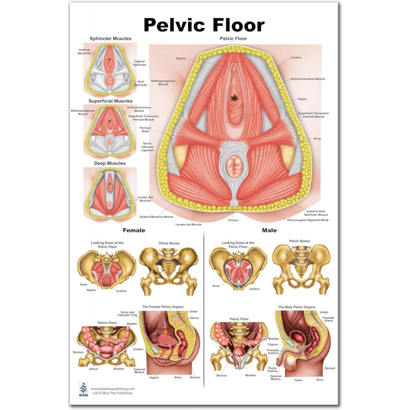 Pelvic Muscles Diagram