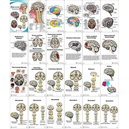 SLP, Swallowing, Speech Articulation, Brain Anatomy Anatomical Pocket ...