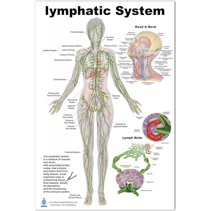 Lymphatic System Anatomical Regular Poster