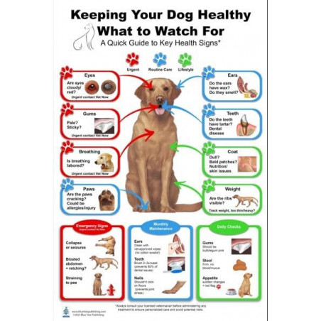 Keeping Your Dog Healthy Large Poster