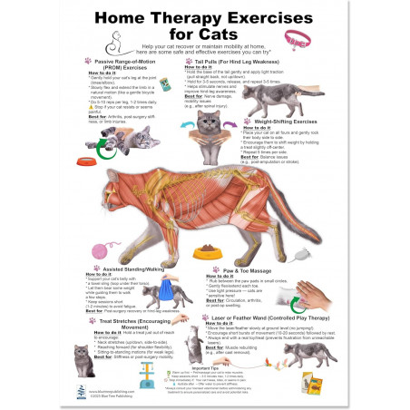 Home Therapy Exercises for Cat Large Poster