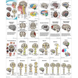 Brain Pocket Chart layout