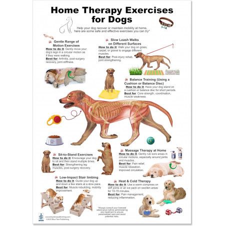 Home Therapy Exercises for Dog Large Poster