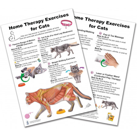 Home Therapy Exercises for Cat Anatomical Chart