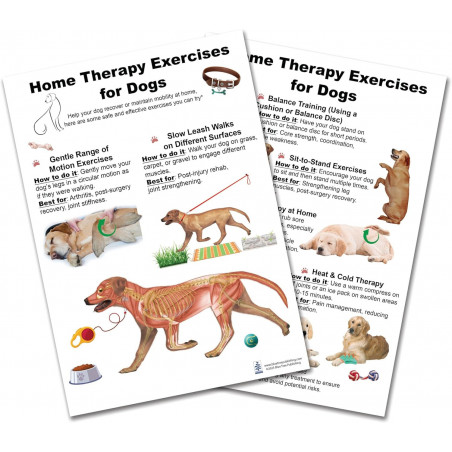 Home Therapy Exercises for Dog Anatomical Chart