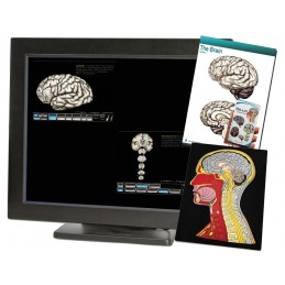 Brain Computer App Head Model Pocket Chart Tablet Set