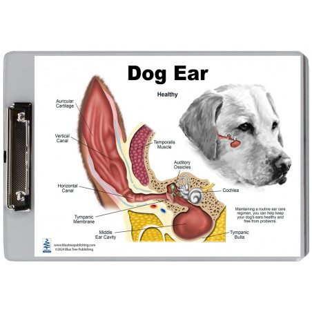 Dog Ear Normal Anatomy and Infection Clipboard