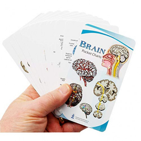 Brain Anatomy Pocket Charts