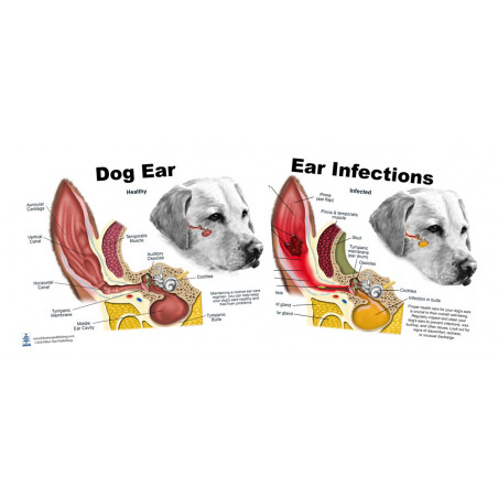 Dog Ear Normal Anatomy and Infection Chart