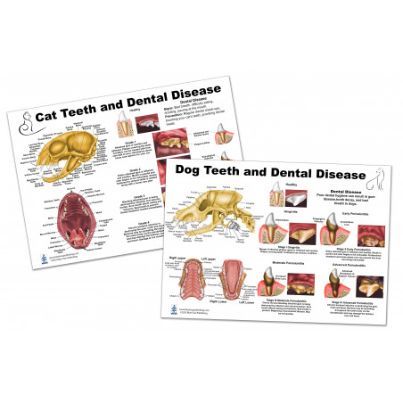 Cat and Dog teeth and Dental Disease Chart