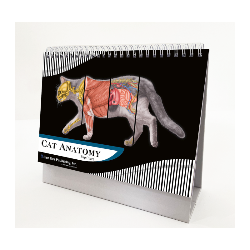 Cat Anatomy Flip Chart
