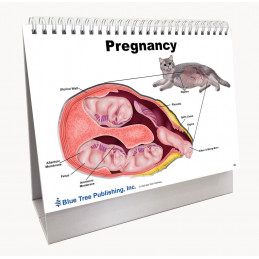 Cat Veterinary Anatomy Flip Charts, Anatomy & Veterinary Physiology Feline
