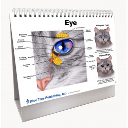 Cat Veterinary Anatomy Flip Charts, Anatomy & Veterinary Physiology Feline