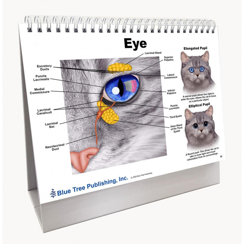 Cat Veterinary Anatomy Flip Charts, Anatomy & Veterinary