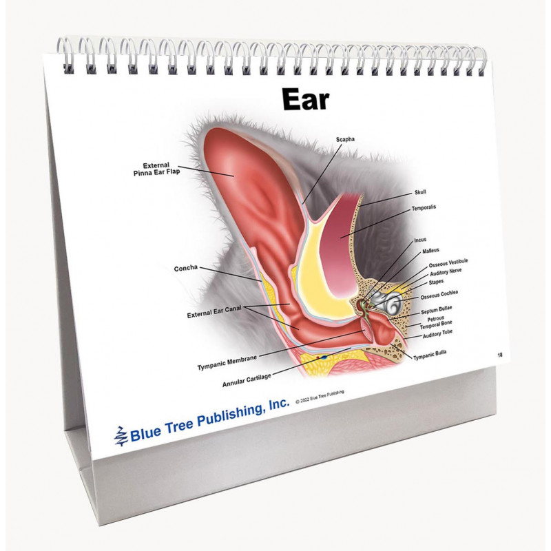 Cat Veterinary Anatomy Flip Charts, Anatomy & Veterinary