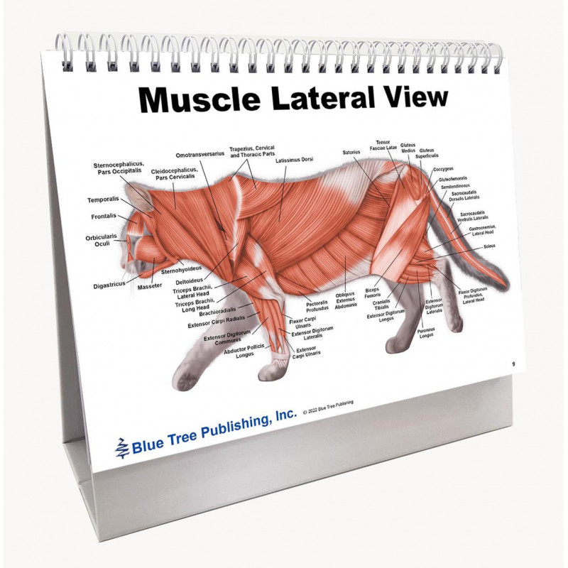 Cat Veterinary Anatomy Flip Charts, Anatomy & Veterinary