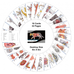 Cat Veterinary Anatomy Flip Charts, Anatomy & Veterinary Physiology Feline