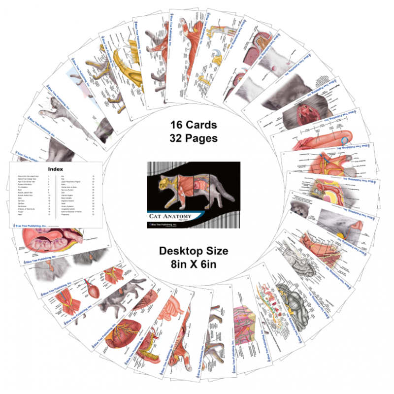 Cat Veterinary Anatomy Flip Charts, Anatomy & Veterinary