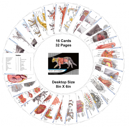 Cat Veterinary Anatomy Flip Charts, Anatomy & Veterinary Physiology Feline