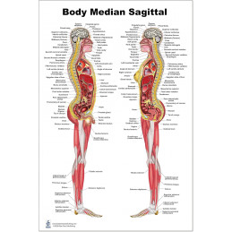 The Complete Midline Atlas Female and Male Internal Organs Poster