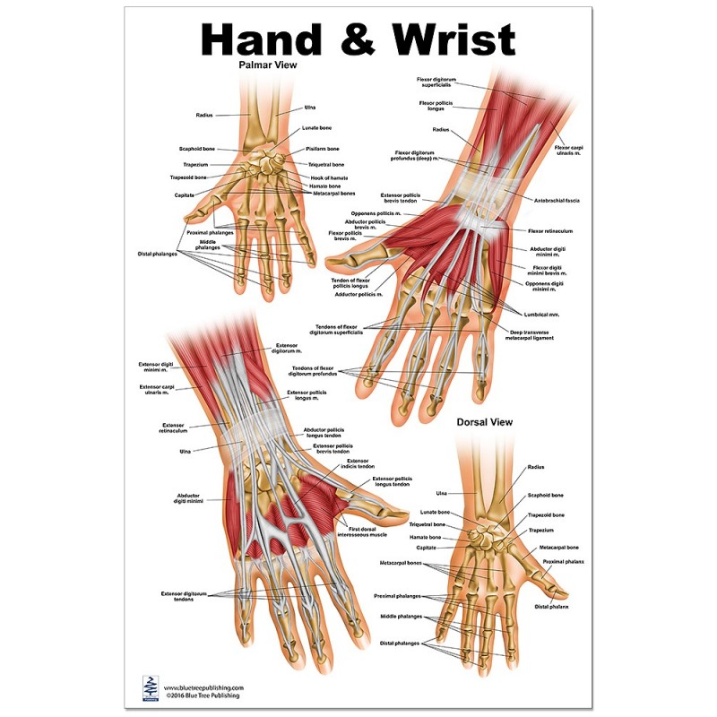 Hand And Wrist Anatomy Chart Hand Anatomical Poster In 2020 Wrist Images