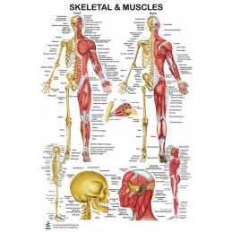 Skeletal Muscle