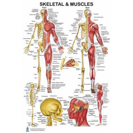 Skeletal Muscle