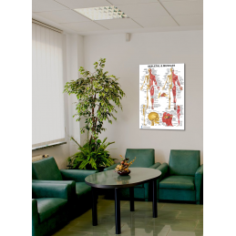 Skeletal and Muscles Large Poster