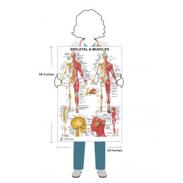 Skeletal and Muscles Large Poster