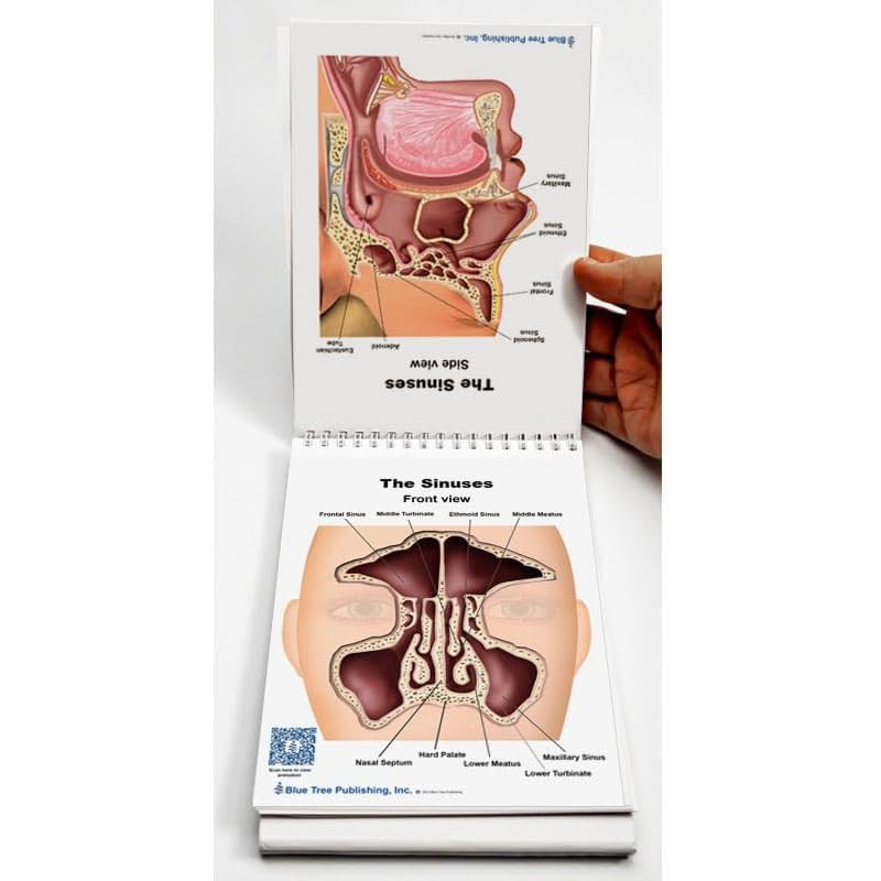 Ear Nose And Throat Anatomy Poster Ent Anatomical Chart