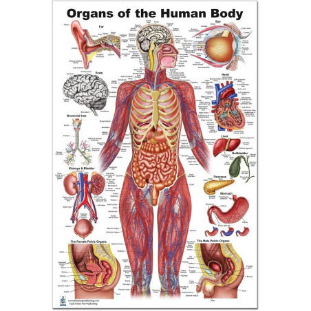 Organ of the Human Body (24 x 36 inch, Large) Educational Chart