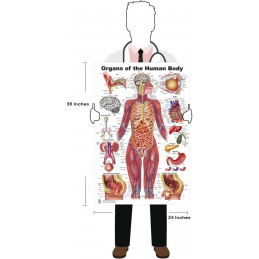 Organs of the Human Body Large Poster
