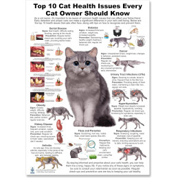 Cat 10 Health Concern,  Veterinary Physiology Feline Large Poster