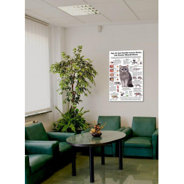 Cat 10 Health Concern,  Veterinary Physiology Feline Large Poster