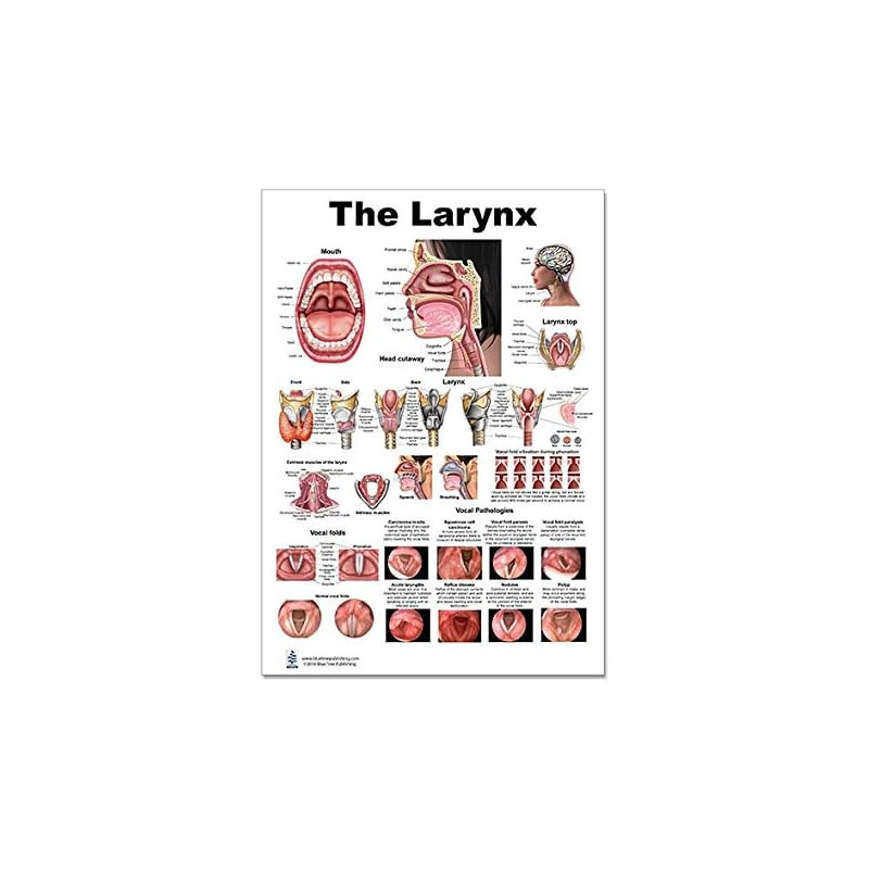 The Larynx poster illustrates anatomy of the larynx and head.