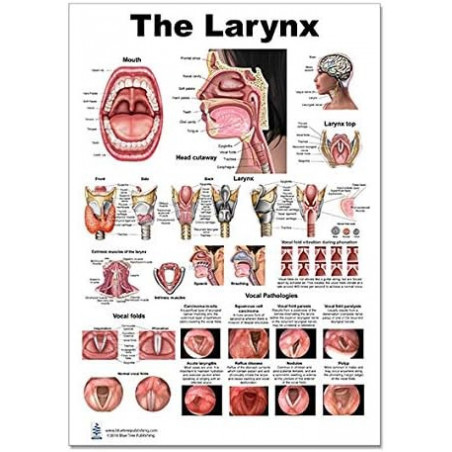 The Larynx poster illustrates anatomy of the larynx and head.