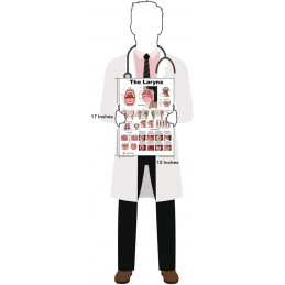 Larynx Regular Poster