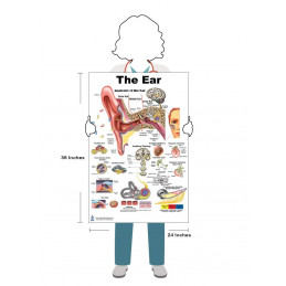 Ear, Ear Disorders, Audiogram, Daily Noise, 4 Poster Set 24 inch x 36  Large Poster