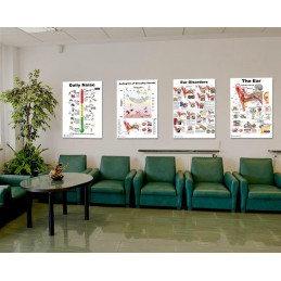 Ear, Ear Disorders, Audiogram, Daily Noise, 4 Poster Set 24 inch x 36  Large Poster