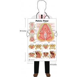 Pelvic Floor, Pelvic Stretching and Lymphatic System 3 poster Set 24"*36" for physical therapists PT