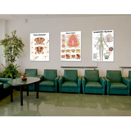 Pelvic Floor, Pelvic Stretching and Lymphatic System 3 poster Set 24"*36" for physical therapists PT