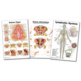 Pelvic Floor, Pelvic Stretching and Lymphatic System 3 poster Set 24"*36" for physical therapists PT