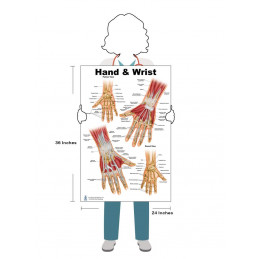 Foot and Ankle, Hand and Wrist, Shoulder and Elbow, Hip and Knee Anatomical Poster Set, size 24Wx36T