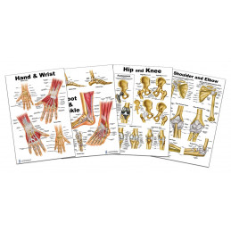 Foot and Ankle, Hand and Wrist, Shoulder and Elbow, Hip and Knee Anatomical Poster Set, size 24Wx36T