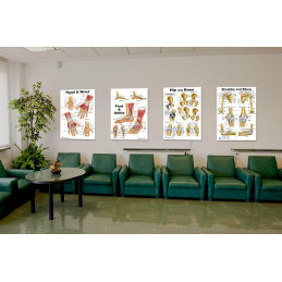 Foot and Ankle, Hand and Wrist, Shoulder and Elbow, Hip and Knee Anatomical Poster Set, size 24Wx36T