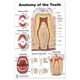 Anatomy of The Teeth,  Poster LP 24x36 inch