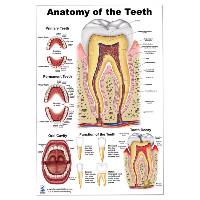 Anatomy of The Teeth,  Poster LP 24x36 inch
