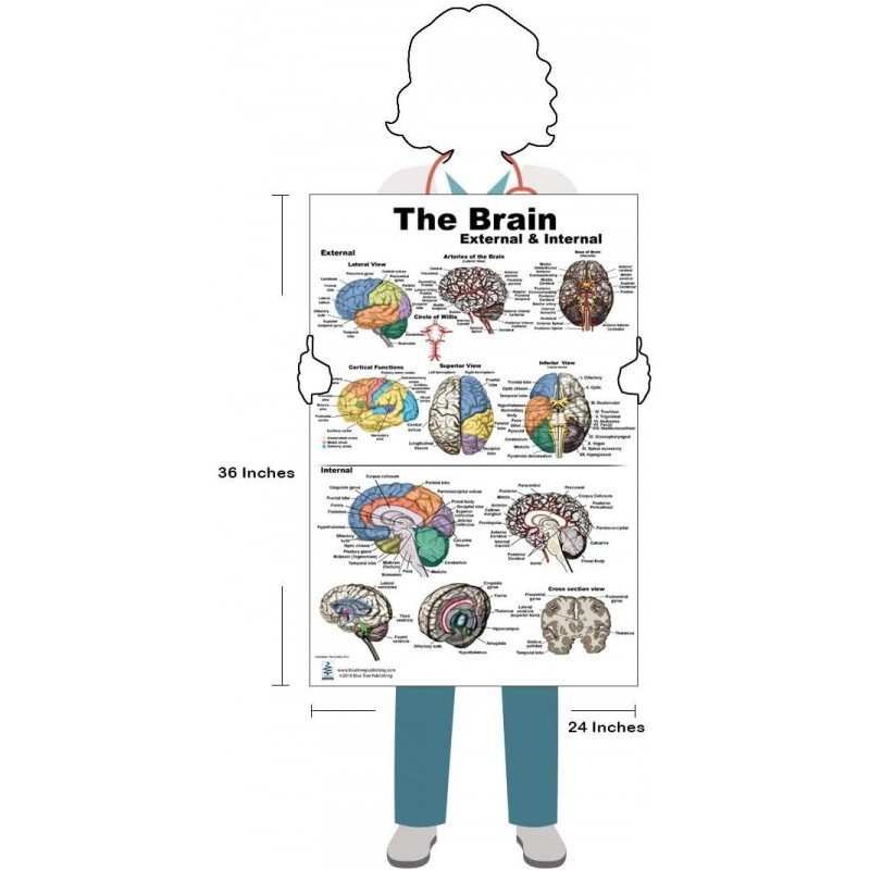 Brain, Cranial Nerves, Pathways and Brain Disorders 3 Poster set 24 ...