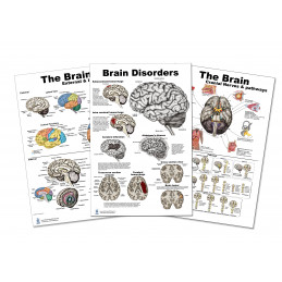 Brain, Cranial Nerves, Pathways and Brain Disorders 3 Poster set 24 inch x 36  Large Poster